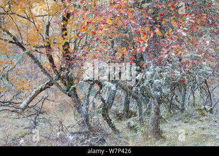 Misto bosco nativo comprende argento betulla (Betula pendula), Alder (Alnus hirsuta) e Rowan (Sorbus aucuparia) alberi in autunno, Cairngorms National Park, Scotland, Regno Unito, ottobre 2012. Foto Stock