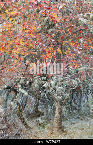 Misto bosco nativo comprende argento betulla (Betula pendula), Alder (Alnus hirsuta) e Rowan (Sorbus aucuparia) alberi in autunno, Cairngorms National Park, Scotland, Regno Unito, ottobre. Foto Stock