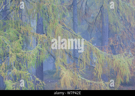 Unione larice (Larix decidua) alberi nella nebbia, Scozia, Regno Unito, ottobre. Foto Stock