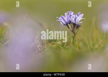 La molla squill (Scilla verna) in fiore, Il Pembrokeshire Coast National Park, Wales, Regno Unito, maggio. Foto Stock