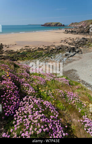 La parsimonia / Mare rosa (Armeria maritima) fioritura sulle falesie sopra Marloes Sands, Il Pembrokeshire Coast National Park, Wales, Regno Unito, maggio 2012. Foto Stock