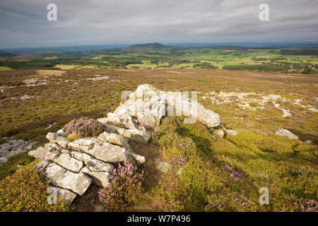 Sperone di roccia formata di quarzite Ordovician su Stiperstones Ridge, Stiperstones Riserva Naturale Nazionale, Shropshire, Inghilterra, Regno Unito, Agosto 2012. Foto Stock