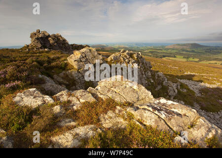 Sperone di roccia formata di quarzite Ordovician su Stiperstones Ridge, Stiperstones Riserva Naturale Nazionale, Shropshire, Inghilterra, Regno Unito, Agosto 2012. Foto Stock