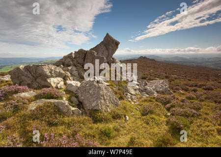 Sperone di roccia formata di quarzite Ordovician su Stiperstones Ridge, con la fioritura Heather (Calluna vulgaris), Stiperstones Riserva Naturale Nazionale, Shropshire, Inghilterra, Regno Unito, Agosto 2012. Foto Stock