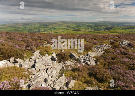 Sperone di roccia formata di quarzite Ordovician su Stiperstones Ridge, con la fioritura Heather (Calluna vulgaris), Stiperstones Riserva Naturale Nazionale, Shropshire, Inghilterra, Regno Unito, Agosto 2012. Foto Stock