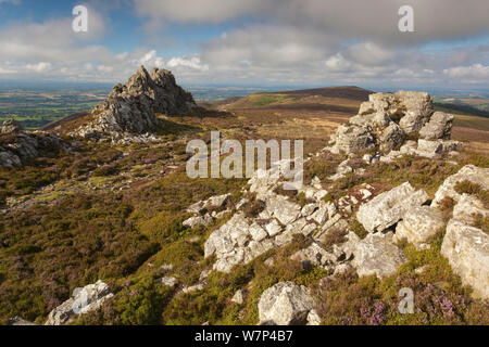 Sperone di roccia formata di quarzite Ordovician su Stiperstones Ridge, con la fioritura Heather (Calluna vulgaris) Stiperstones Riserva Naturale Nazionale, Shropshire, Inghilterra, Regno Unito, Agosto 2012. Foto Stock