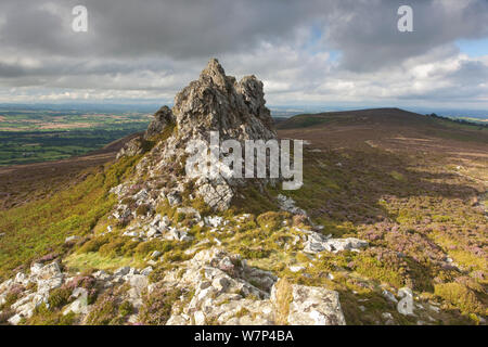 Sperone di roccia formata di quarzite Ordovician su Stiperstones Ridge, con la fioritura Heather (Calluna vulgaris) in background, Stiperstones Riserva Naturale Nazionale, Shropshire, Inghilterra, Regno Unito, Agosto 2012. Foto Stock