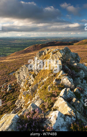 Sperone di roccia formata di quarzite Ordovician su Stiperstones Ridge, con la fioritura Heather (Calluna vulgaris) in background, Stiperstones Riserva Naturale Nazionale, Shropshire, Inghilterra, Regno Unito, Agosto 2012. Foto Stock