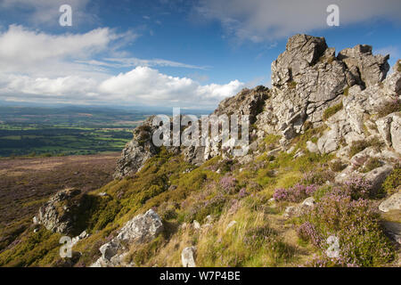 Sperone di roccia formata di quarzite Ordovician su Stiperstones Ridge, Stiperstones Riserva Naturale Nazionale, Shropshire, Inghilterra, Regno Unito, Agosto 2012. Foto Stock