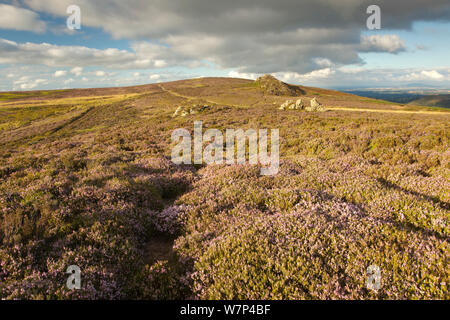 Sperone di roccia formata di quarzite Ordovician su Stiperstones Ridge, con la fioritura Heather (Calluna vulgaris) in primo piano, Stiperstones Riserva Naturale Nazionale, Shropshire, Inghilterra, Regno Unito, Agosto 2012. Foto Stock