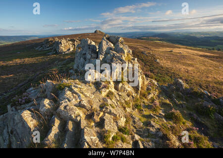 Sperone di roccia formata di quarzite Ordovician su Stiperstones Ridge, Stiperstones Riserva Naturale Nazionale, Shropshire, Inghilterra, Regno Unito, Agosto 2012. Foto Stock