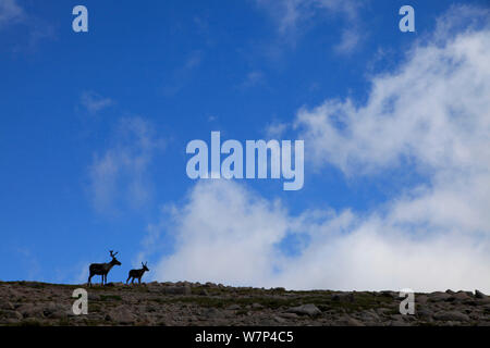 Renne (Rangifer tarandus) stagliano sull altopiano di montagna, Cairngorms National Park, Scozia, Agosto. Foto Stock