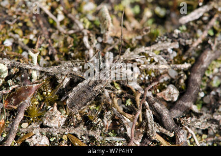 Heath assassin bug (Coranus subapterus) ben mimetizzata sulla terra, uno specialista brughiera specie, West Sussex, Regno Unito, Settembre Foto Stock