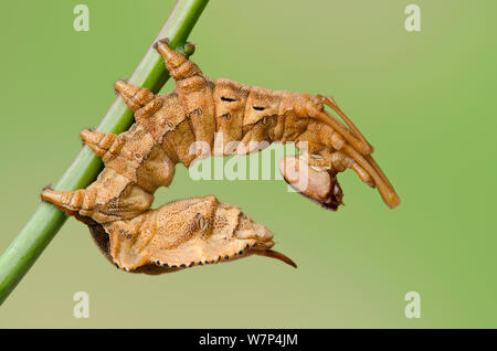 Lobster tarma (Stauropus fagi) quinto larve instar pienamente sviluppato nella tipica posizione difensiva, UK, Agosto, captive Foto Stock