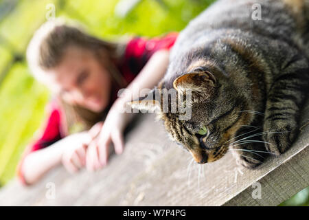 Tabby cat rilassante su un tavolo da giardino sotto il sole in un angolo di inclinazione vista ravvicinata con una offuscata giovane donna visibile dietro Foto Stock