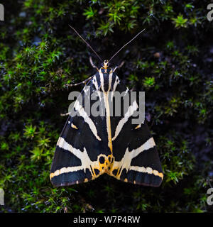 Vista ravvicinata Jersey tiger butterfly (euplagia quadripunctaria) Foto Stock