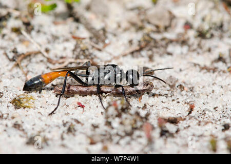 Sabbia Wasp (Ammophila pubescens) portante paralizzato caterpillar di comune heath tarma (Ematurga atomaria) torna a scavare, Surrey, Regno Unito, Agosto Foto Stock