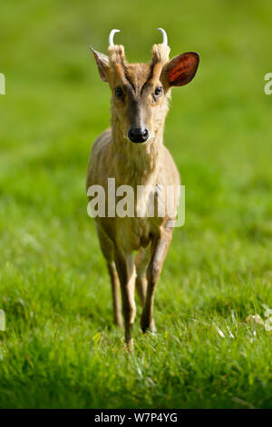 Il cinese Muntjac deer (Muntiacus reevesi) ritratto maschile, Devon, Regno Unito captive Foto Stock