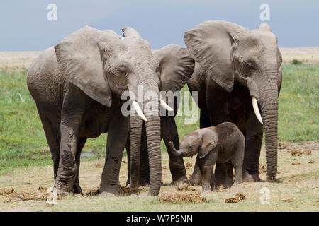 Elefante africano (Loxodonta africana) baby protetto dal gruppo di femmine. Amboseli National Park in Kenya. Foto Stock