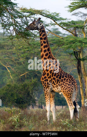 Baringo / giraffa Rothschild (Giraffa camelopardalis rothschildi). Nakuru national park, il Kenya. Foto Stock