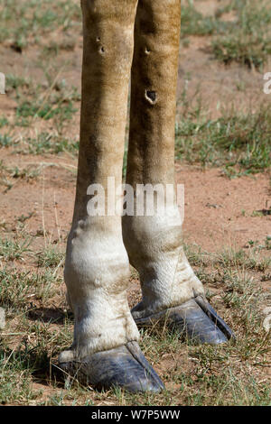 Masai Giraffe (Giraffa tippelskirchi cameleopardalis), vicino alla parte inferiore delle gambe e zoccoli. Masai-Mara Game Reserve, in Kenya. Foto Stock