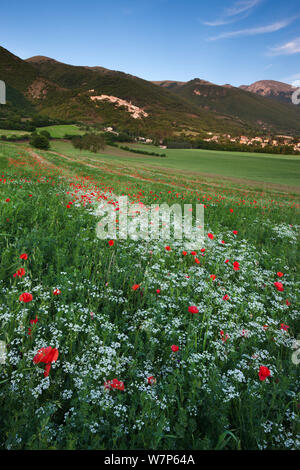 Comune di papavero (Papaver rhoeas) su terreno coltivato in Valnerina vicino a campi, Parco Nazionale dei Monti Sibillini, Umbria, Italia Foto Stock