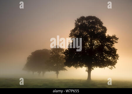 Una nebbiosa mattina vicino a Milborne Port, Somerset, Regno Unito Giugno 2012 Foto Stock