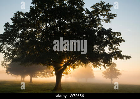 Una nebbiosa mattina vicino a Milborne Port, Somerset, Regno Unito Giugno 2012 Foto Stock