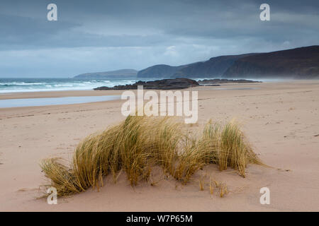 Sandwood Bay con ciuffo di erba Marram crescente sulla spiaggia, Sutherland, Scozia Aprile 2012 Foto Stock