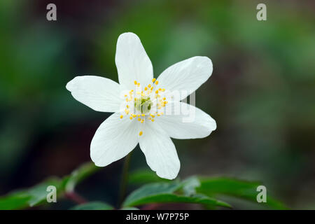 Legno (anemone Anemone nemorosa ,) fiore. Stoke legno, Exeter Devon, Aprile. Foto Stock