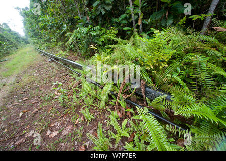 Oleodotto con foresta cancellata per consentire una facile ispezione fo la pipeline. Gamba comune, Ogooue-Maritime / Nyanga, Gabon, Febbraio 2009 Foto Stock