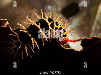 Caterpillar di Imperatore Tarma (Saturnidae) mostra urticating spine meccanismo di difesa. Bai Hokou, Dzanga-Ndoki National Park, Repubblica Centrafricana. Foto Stock