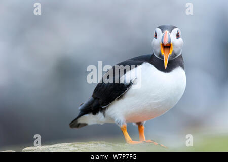 Atlantic puffin (Fratercula arctica), Adulto, chiamante interno isole farne, Northumberland, Giugno Foto Stock