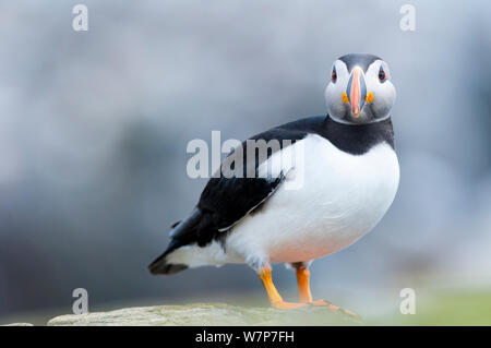 Atlantic puffin (Fratercula arctica), Interno farne islands, Northumberland, Giugno Foto Stock