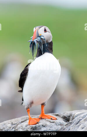 Atlantic puffin (Fratercula arctica) con cicerelli nel becco, interno isole farne, Northumberland, Giugno Foto Stock