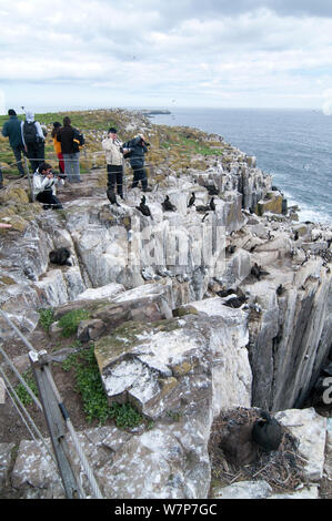 Turisti e fotografi accanto al nesting scoglio a farne interna isola, Northumberland, guardando Kittiwakes (Rissa tridactyla), Razorbills (Alca torda) e il marangone dal ciuffo (phalacrocorax aristotelis), Giugno Foto Stock