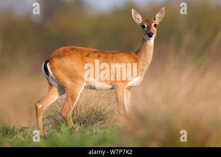 Pampa Deer (Ozotoceros bezoarticus) femmina ritratto permanente, sud del Pantanal, Mato Grosso do Sul, Brasile Foto Stock
