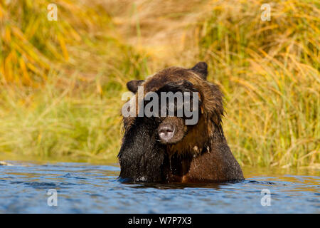 Orso grizzly (Ursus arctos horribillis) in acqua, nascondendo il suo volto. Il grande orso nella foresta pluviale, British Columbia, Canada, Settembre. Foto Stock