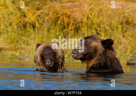 Orso grizzly (Ursus arctos horribillis) e cub in acqua. Grande Orso nella foresta pluviale, British Columbia, Canada, Settembre. Foto Stock