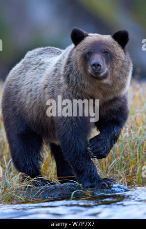 Orso grizzly (Ursus arctos horribillis) ritratto dall'acqua. Grande Orso nella foresta pluviale, British Columbia, Canada, Settembre. Foto Stock