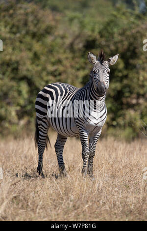 Crawshay's zebra (Equus quagga crawshayi) nel sud Luangwa valley, Zambia. Questa è una sottospecie di pianura zebra e ha molto strette strisce rispetto ad altre forme di pianure zebra. Foto Stock