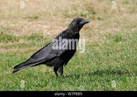 Carrion crow (Corvus corone) giovani rovistando sul prato erboso, St James Park, Londra, Regno Unito, Settembre. Foto Stock