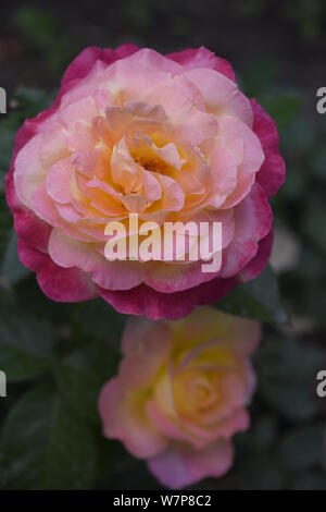 Floribunda, Rose, nobile rose. Giallo e Arancione Rosa piante. Un impianto con modifica colore rose .rose multicolori con sorprendente combinazione og rosso, ye Foto Stock