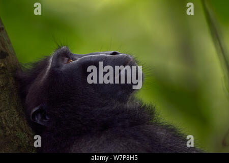 Celebes / Nero macaco crestato (Macaca nigra) 'alpha' maschio in appoggio contro un tronco di albero, Tangkoko National Park, Sulawesi, Indonesia. Foto Stock