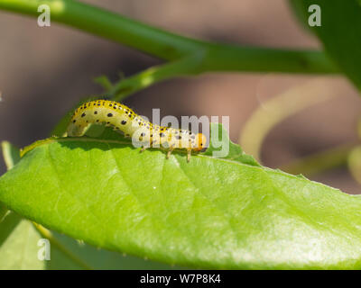Grande rose sawfly (arge pagana) caterpillar mangiare le foglie di rose Foto Stock