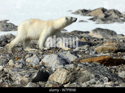 Orso polare (Ursus maritimus) profilo a piedi, avviso di qualcosa su avanti, Svalbard, Norvegia Foto Stock