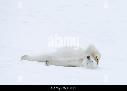 Orso polare (Ursus maritimus) rotolando su neve e ghiaccio, Svalbard, Norvegia Foto Stock