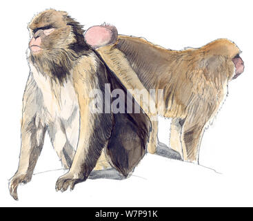 Illustrazione di Barberia Ape (Macaca sylvanus). Matita e acquarello dipinto. Foto Stock