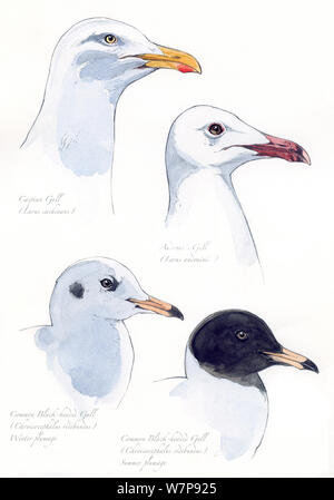 Illustrazione di gabbiani. Caspian Gull (Larus cachinans), Audouina il gabbiano (Larus audouinii), comuni a testa nera (gabbiano Chroicocephalus ridibundus). Matita e acquarello pastello e illustrazione Foto Stock