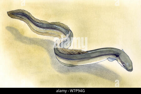 Illustrazione dell'anguilla europea (Anguilla anguilla). Matita e acquarello pastello e illustrazione Foto Stock